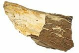 Sparkling, Cretaceous, Petrified Wetumpka Wood - Alabama #191805-7